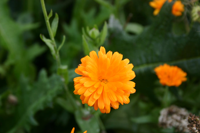 Ringelblumen: Sommersonne im Garten