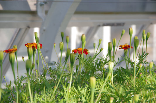 Annuals