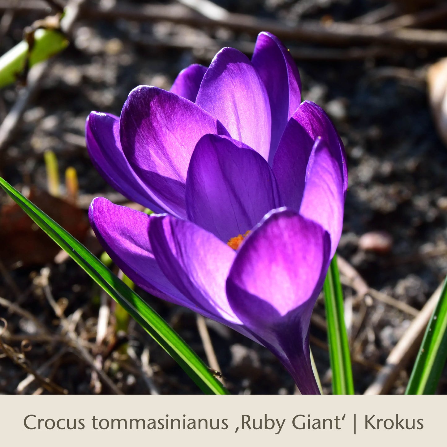 Nahaufnahme eines leuchtend violetten Crocus tommasinianus Ruby Giant aus der Kollektion "Waldzauber: Für den lichten Schatten" der Königlichen Gartenakademie, der im Freien mit grünen Blättern blüht; das Sonnenlicht hebt seine Blütenblätter vor einem unscharfen natürlichen Hintergrund hervor.