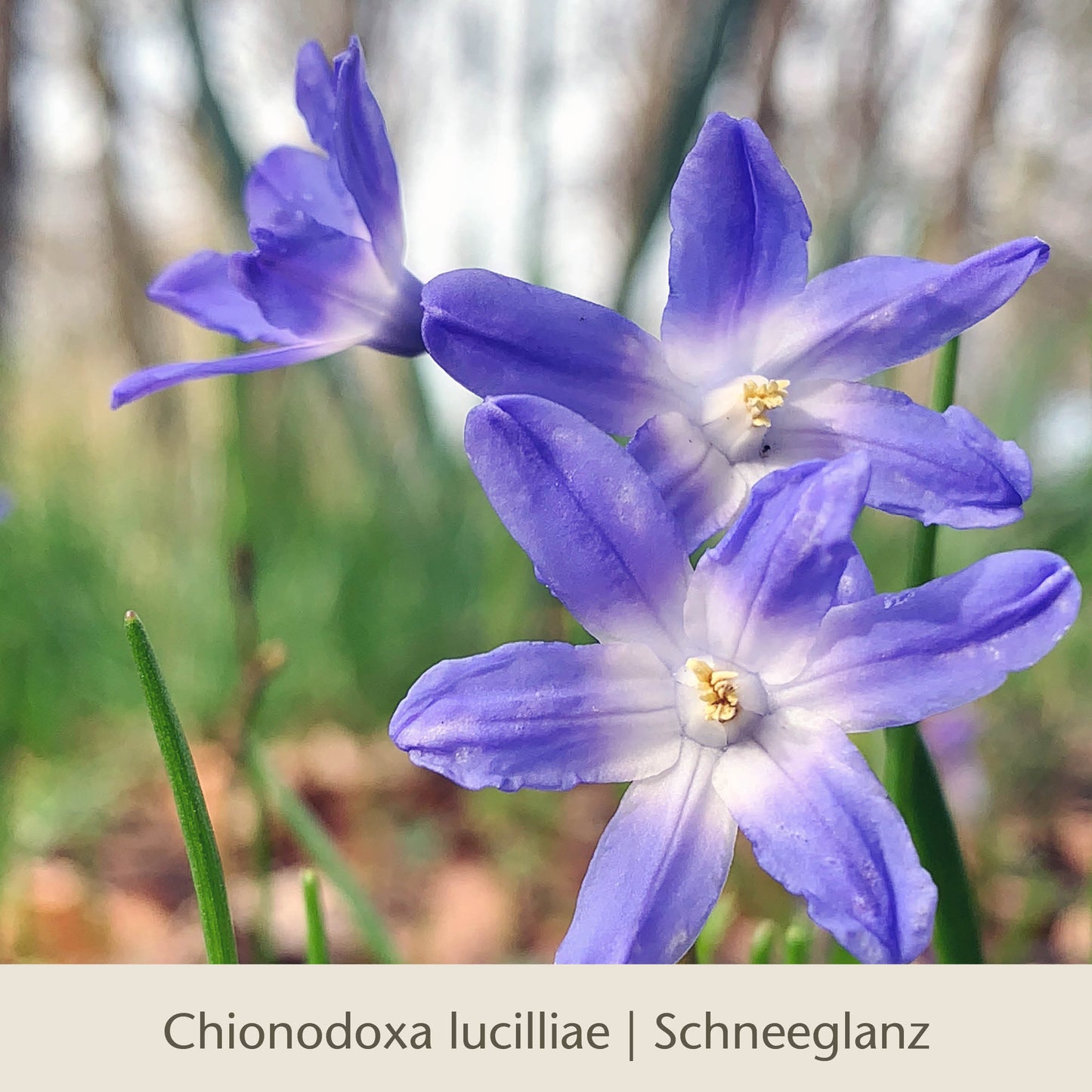 Nahaufnahme von drei violett-blauen sternförmigen Waldzauber: Für den lichten Schatten Blumen der Königlichen Gartenakademie, die inmitten von grünem Gras vor einem unscharfen natürlichen Hintergrund blühen. Text unten: Waldzauber: Für den lichten Schatten.
