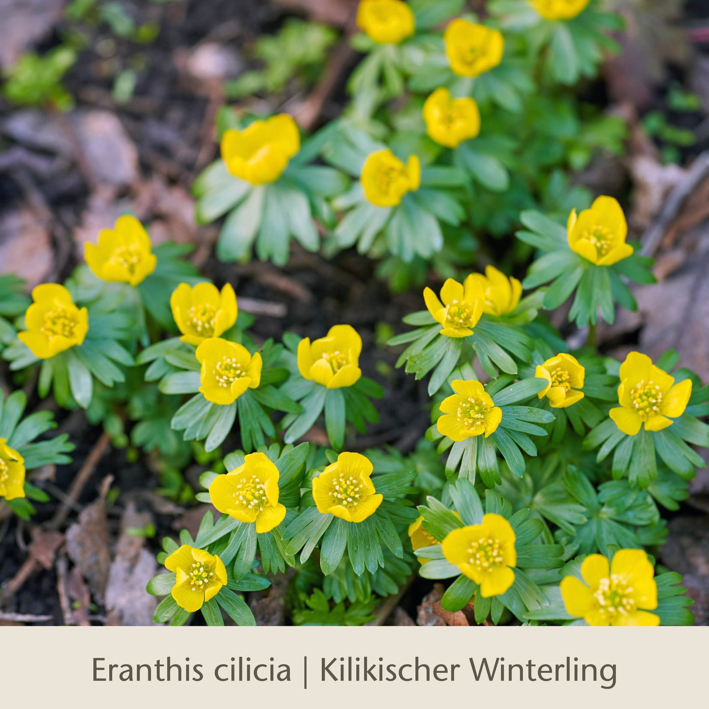 Die leuchtend gelben Waldzauber: Für den lichten Schatten von der Königlichen Gartenakademie bringen im Frühjahr ebenso wie Tulpen und andere Blumenzwiebeln früh Farbe ins Laub.