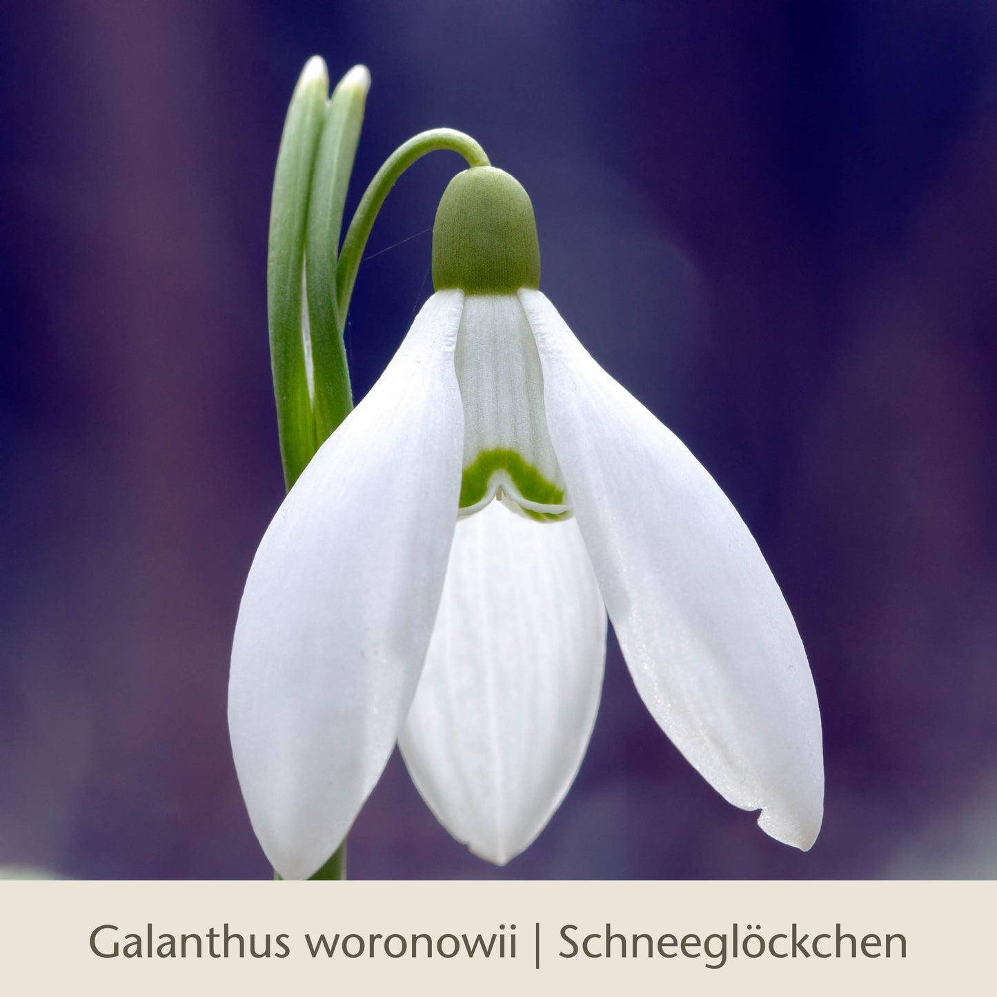 Ein einzelnes weißes Galanthus woronowii (Schneeglöckchen), eine frühe Frühlingsblume, steht mit zarten Blütenblättern und einem grünen Stiel vor einem violetten Hintergrund. Unten: Waldzauber: Für den lichten Schatten | Königliche Gartenakademie.