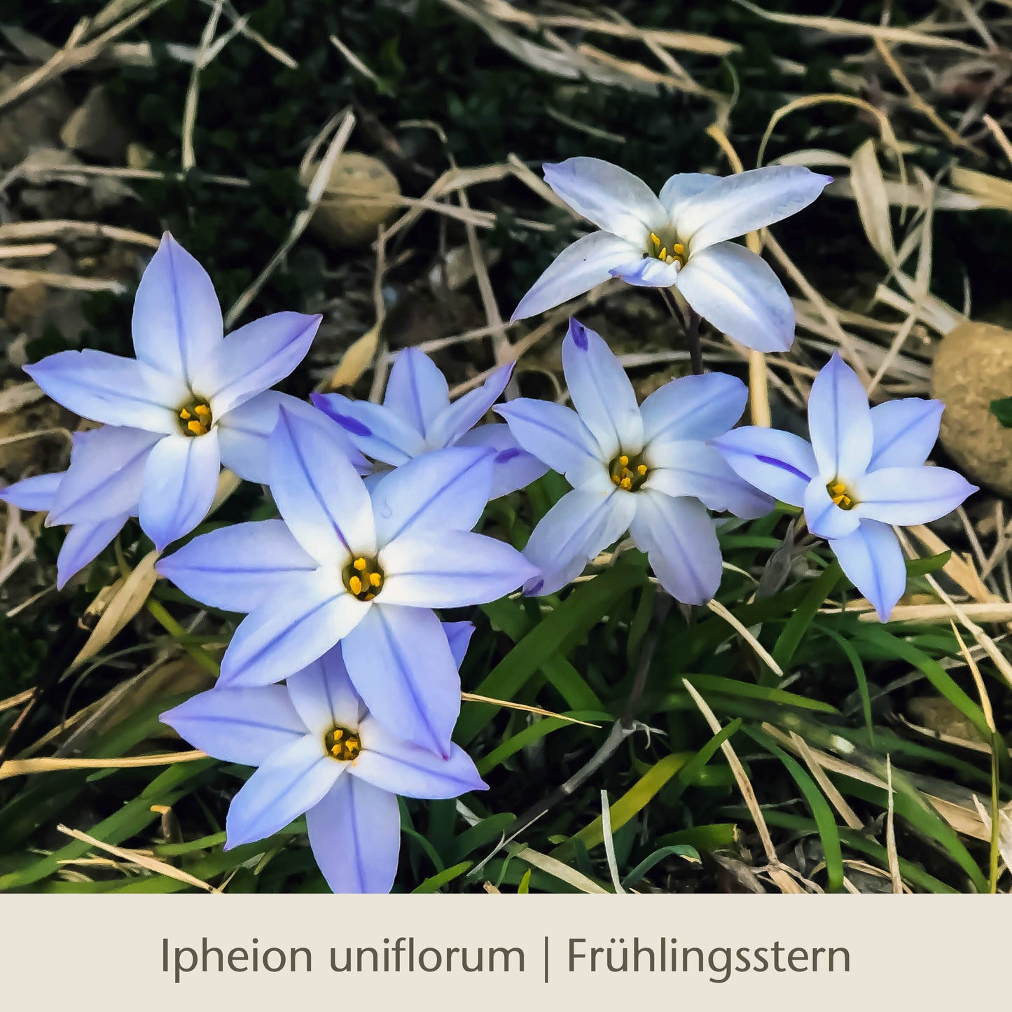 Ein Büschel sternförmiger, blassblauer Blüten mit gelber Mitte blüht inmitten von grünen Blättern und trockenem Gras. Der Text darunter lautet: Königliche Gartenakademie | Waldzauber: Für den lichten Schatten.