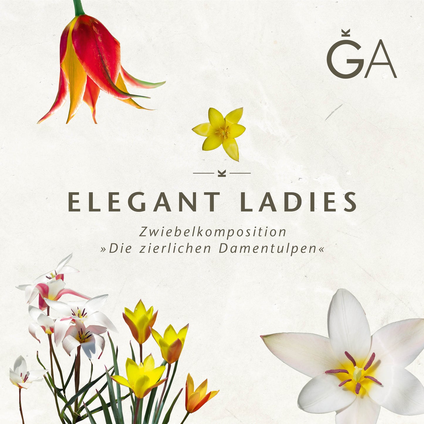 Eine minimalistische, von Frühlingsblüher inspirierte Blumencollage mit Tulpen und Narzissen. Der helle Hintergrund zeigt "Elegante Damen: Die zierlichen Damentulpen" der Königlichen Gartenakademie und deutsche Redewendungen über ornamentale Tulpenzwiebeln.