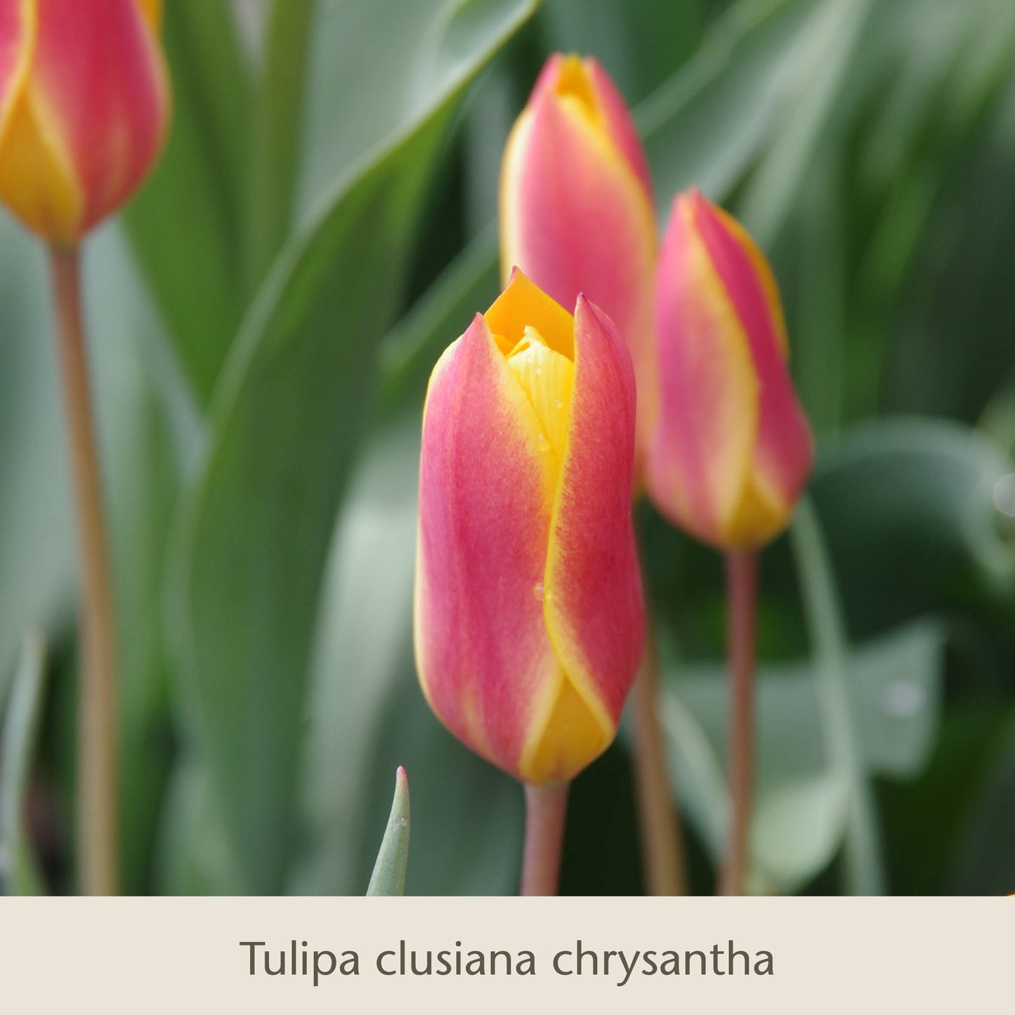 Nahaufnahme von Elegant Ladies: Die zierlichen Damentulpen der Königlichen Gartenakademie - zarte Tulpen mit rosafarbenen, gelb umrandeten Blütenblättern inmitten üppiger grüner Blätter - sind eine einzigartige Wahl für Liebhaber erlesener Blumenzwiebeln.