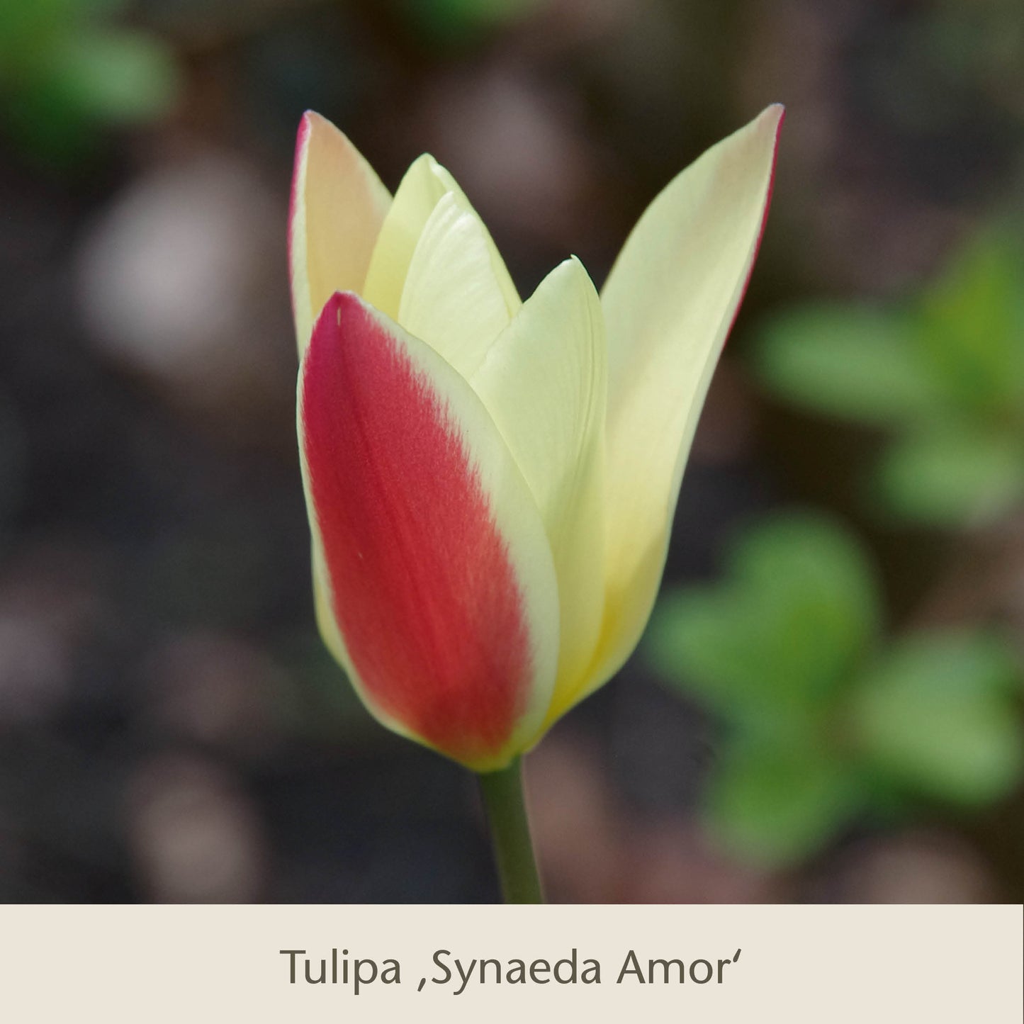 Eine Nahaufnahme von Elegant Ladies: Die zierlichen Damentulpen von Königliche Gartenakademie mit cremig-gelben Blüten und roten Rändern - außergewöhnliche Tulpenzwiebeln als Frühlingsblüher für Ihren Garten.