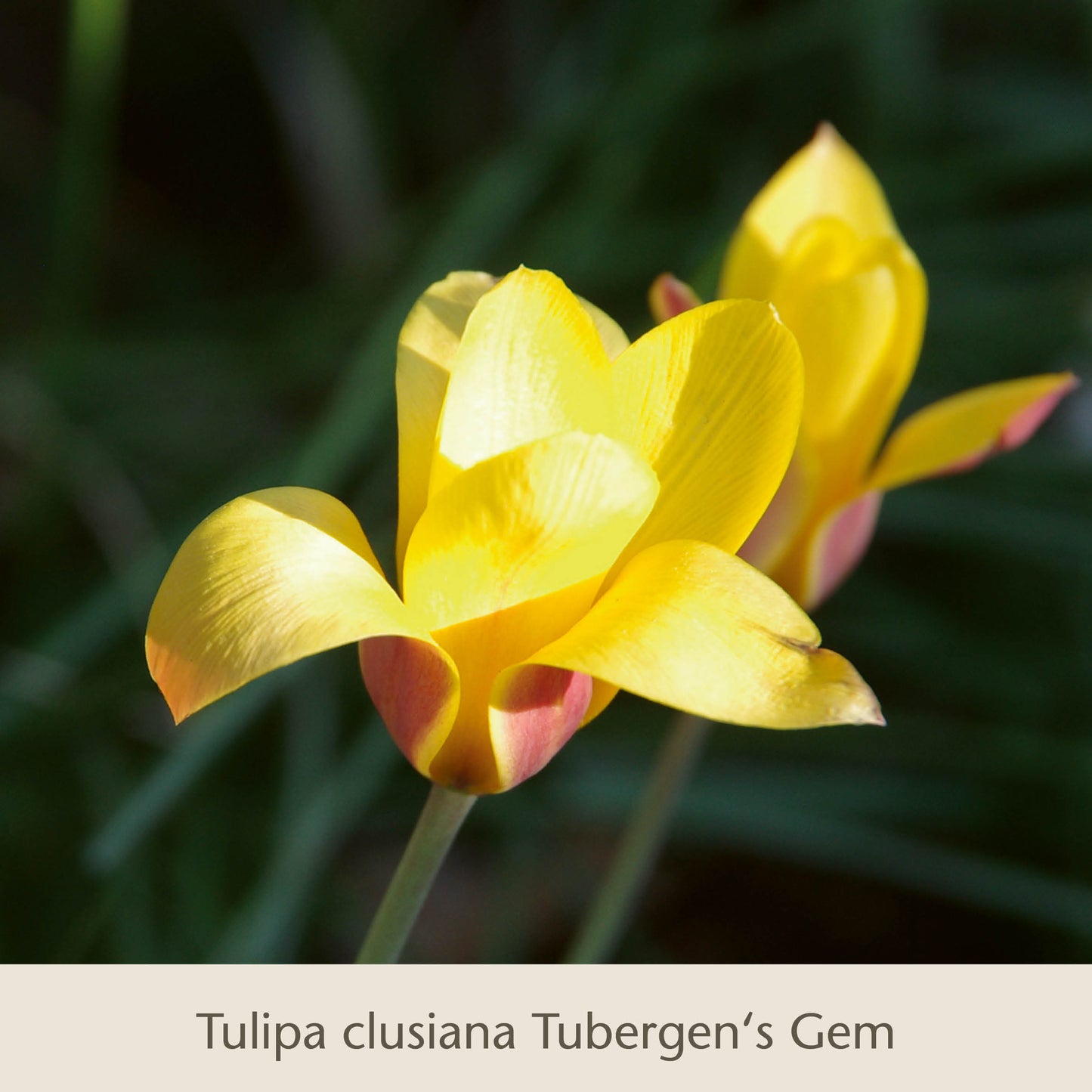 Zwei gelbe Elegant Ladies: Die zierlichen Damentulpen von der Königlichen Gartenakademie blühen mit rot gestreiften Basen vor einem grünen Hintergrund und unterstreichen den Charme dieser aus Qualitätszwiebeln gezogenen Frühlingsschönheiten.