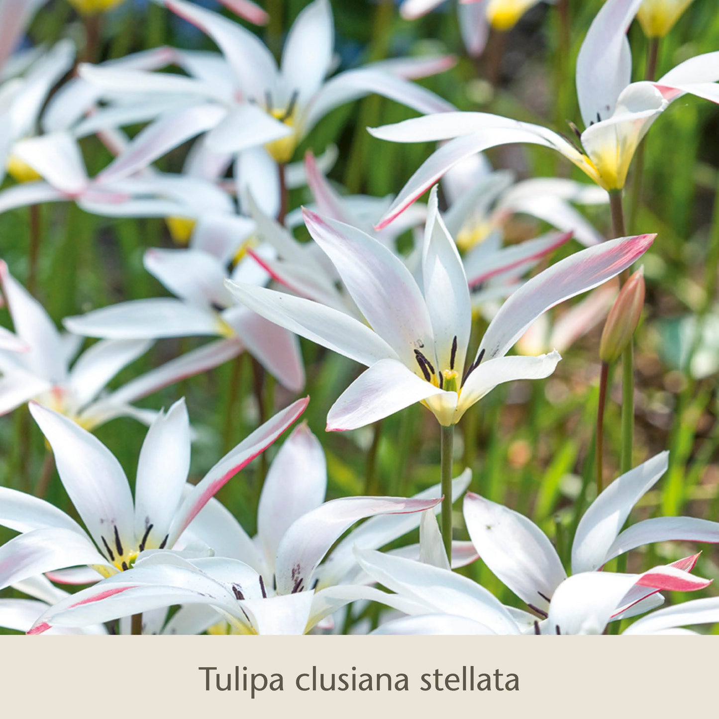 Elegante Damen: Die zierlichen Damentulpen von Königliche Gartenakademie begeistern als klassische Frühlingsblüher mit schlanken weißen Blüten, rosa Rändern und gelben Zentren-ideal zum Pflanzen aus hochwertigen Blumenzwiebeln.