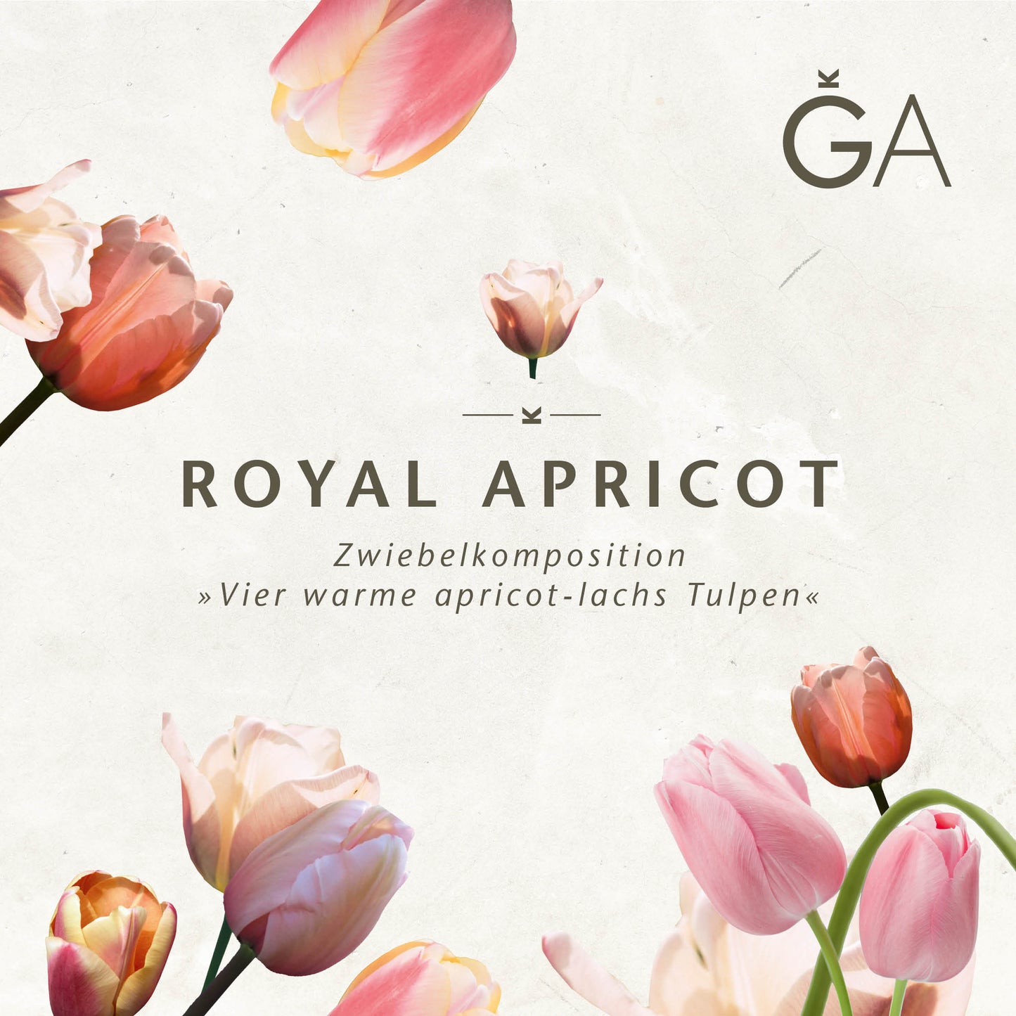 Ein minimalistisches Design mit zartrosa und apricotfarbenem "Royal Apricot: Vier warme apricot-lachs Tulpen" von der Königlichen Gartenakademie, deutschem Text mit dem Hinweis auf Blumenzwiebeln und einem stilisierten GA-Logo in der oberen rechten Ecke.