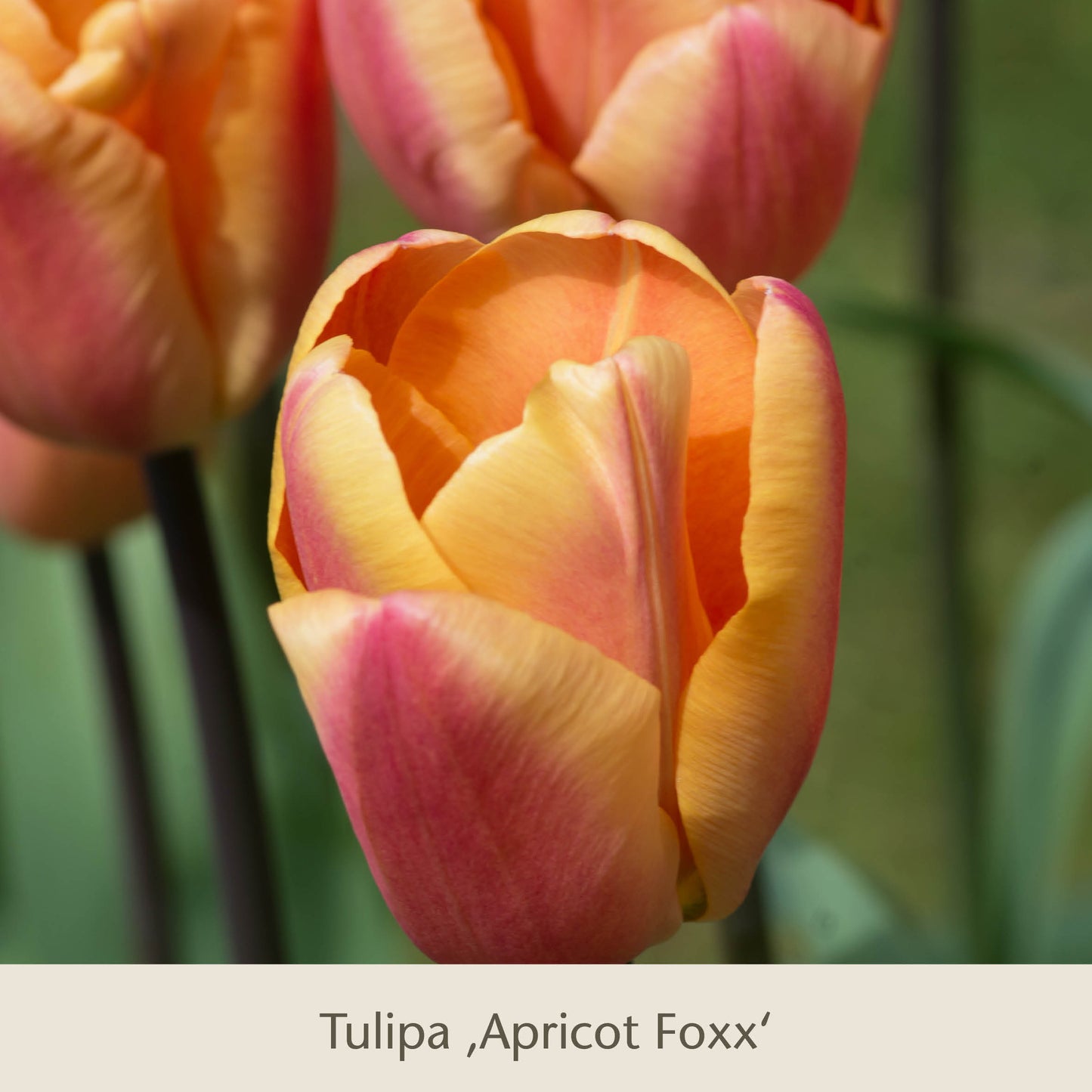 Nahaufnahme von Royal Apricot, einem Vier warme Aprikosen-Lachs-Tulpen der Königlichen Gartenakademie. Ihre zarten orangefarbenen, gelben und rosafarbenen Blütenblätter erhellen Frühlingsgärten, wenn sie aus Blumenzwiebeln gezogen werden, umgeben von üppig grünen Stängeln und Blättern.