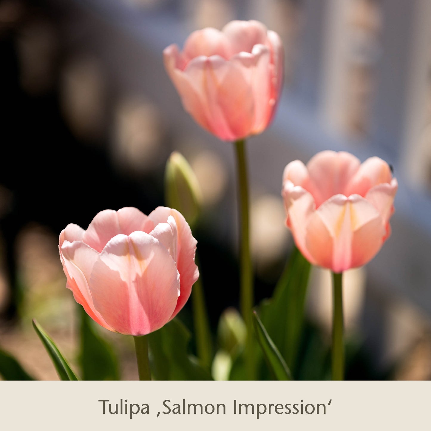 Vier warme apricot-lachsfarbene Royal Apricot-Tulpen von der Königlichen Gartenakademie blühen im Sonnenlicht, mit grünen Stängeln und Blättern vor einem verschwommenen weißen Zaun - eine elegante Präsentation frühlingshafter Schönheit.