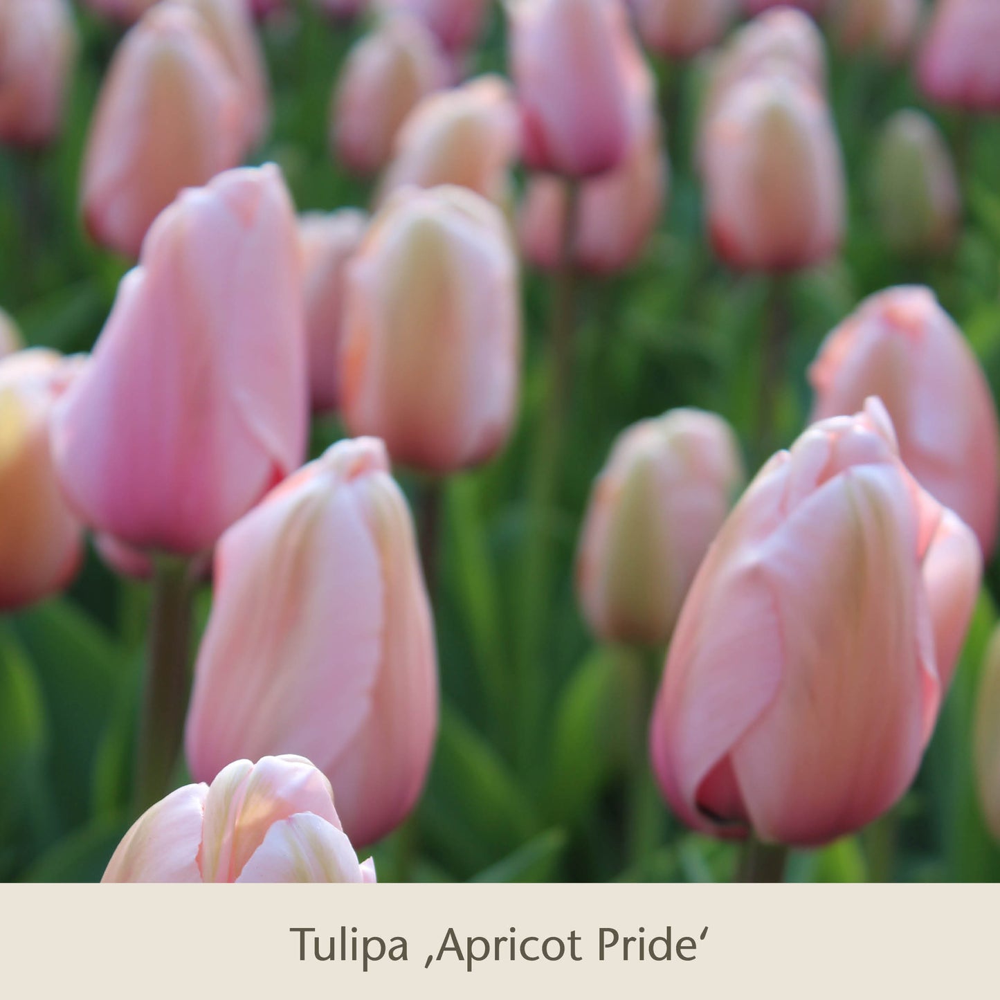 Eine Nahaufnahme von mehreren blassrosa Tulpen mit grünen Stielen und Blättern. Beschriftet als Royal Apricot: Vier warme apricot-lachs Tulpen von der Königlichen Gartenakademie, sprießen diese Frühlingsblüher aus gesunden Zwiebeln am Boden.