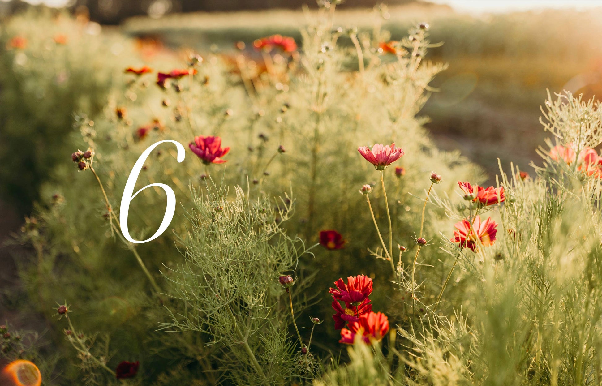 „Where the flowers bloom“ von Cozy Publishing zeigt Wildblumen auf einem sonnenbeschienenen Feld mit roten und rosa Blüten und einer weißen Auflage mit der Nummer 6 – ideal für Blumenliebhaber.