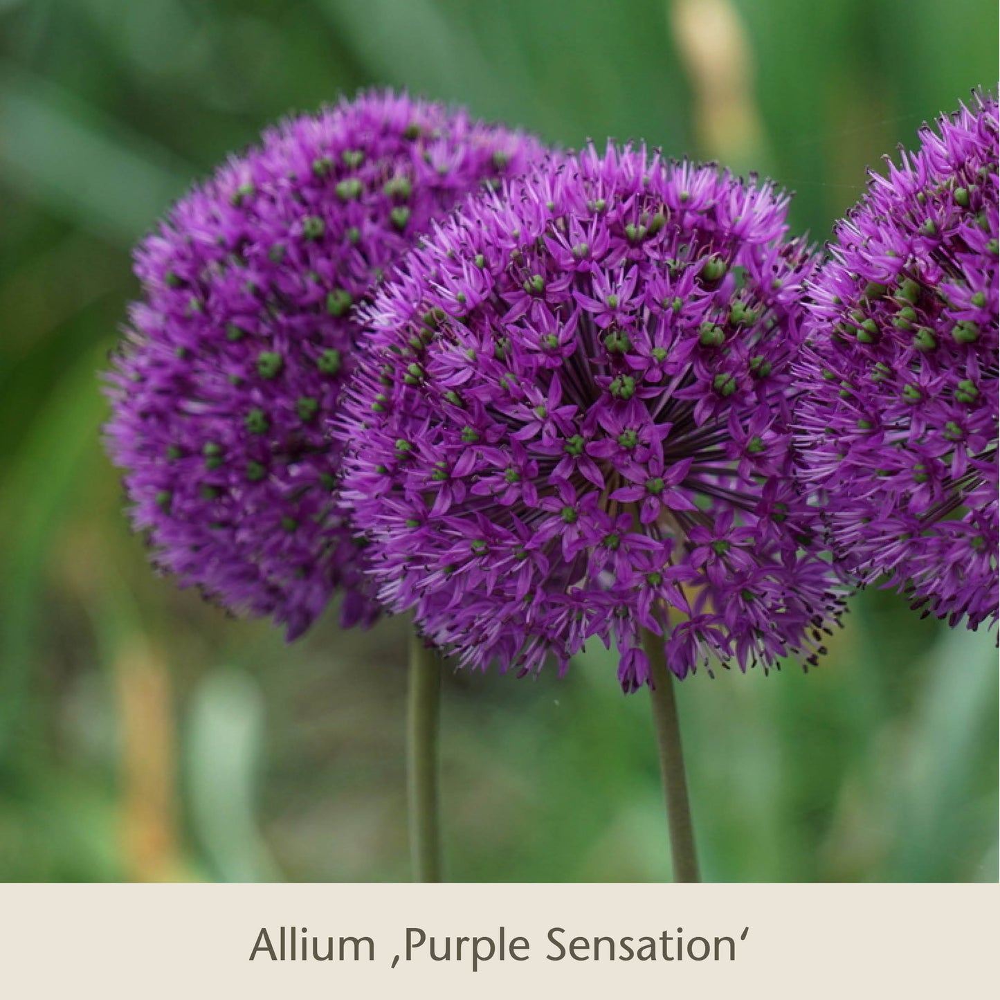 Nahaufnahme von drei kugelförmigen Blütenbüscheln der violetten Allium 'Purple Sensation' - Teil von Schwebende Lauche: Unsere Zierlauchfavoriten der Königlichen Gartenakademie - vor einem grünen, unscharfen Hintergrund.