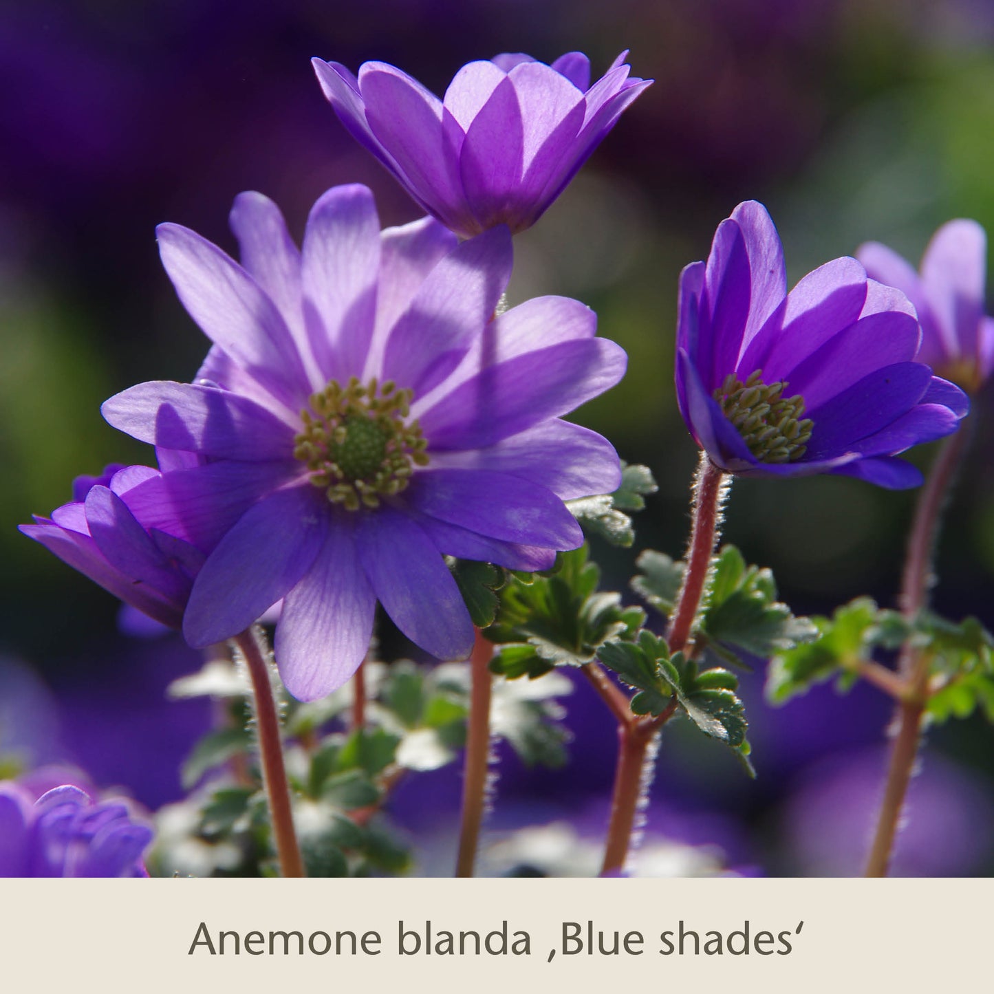 Nahaufnahme von Frühe Charmeure: Klein, aber fein - Saisonanfänger von der Königlichen Gartenakademie - leuchtend violett-blaue Blüten mit zartgrünem Laub, eine auffällige Frühlingsblüte, die Insekten erfreut und gut zu Narzissen und Tulpen passt.
