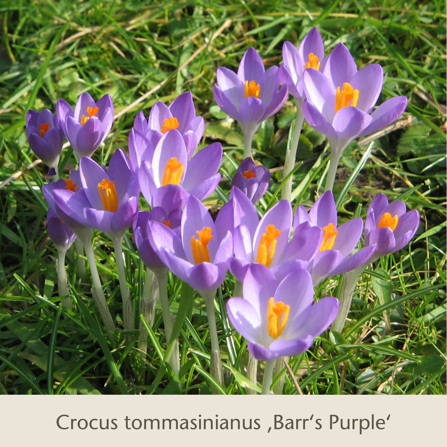 Frühe Charmeure von Königliche Gartenakademie: Ein Blütenteppich aus Crocus tommasinianus 'Barr's Purple' mit violetten Blüten und orangefarbenen Zentren, leuchtend im Gras zwischen anderen Frühlingsblumenzwiebeln wie Narzissen und Tulpen.