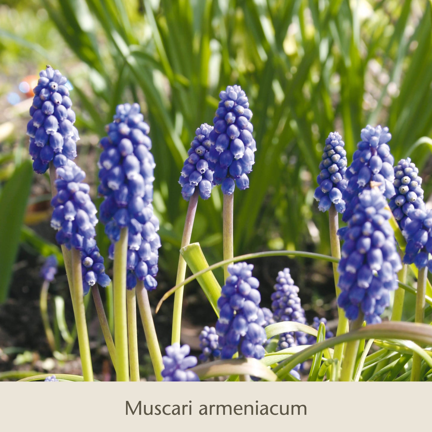 Frühe Charmeure von Königliche Gartenakademie: Klein, aber fein - leuchtend blaue Muscari armeniacum blühen mit Narzissen und Tulpen im Sonnenlicht und bringen Insekten und Gärtnern Freude zum Saisonstart.