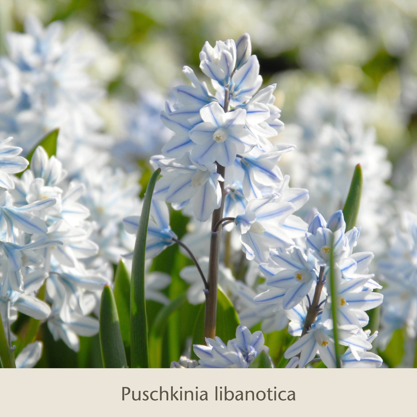 Frühe Charmeure von Königliche Gartenakademie: Zarte Puschkinia libanotica blühen mit grünen Blättern, begleitet von weiteren Saisonanfängern wie Narzissen-ein Frühlingsgruß, der Insekten erfreut.
