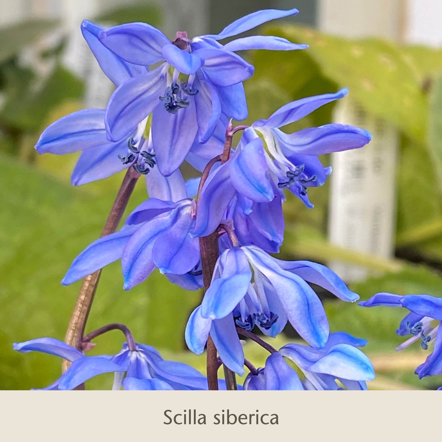 Nahaufnahme von leuchtend blauen Scilla siberica-Blüten mit zarten Blütenblättern, die im Rahmen von "Frühe Charmeure: Klein, aber fein" von Königliche Gartenakademie - Saisonanfänger, die Insekten und Gärtner gleichermaßen erfreuen.