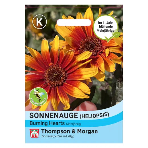 Saatgut von Thompson&Morgan: Sonnenauge 'Burning Hearts' mit auffälligen rot-gelben Blüten, sonnenblumenähnlich. Die Pflanze ist ausdauernd und dürretolerant.