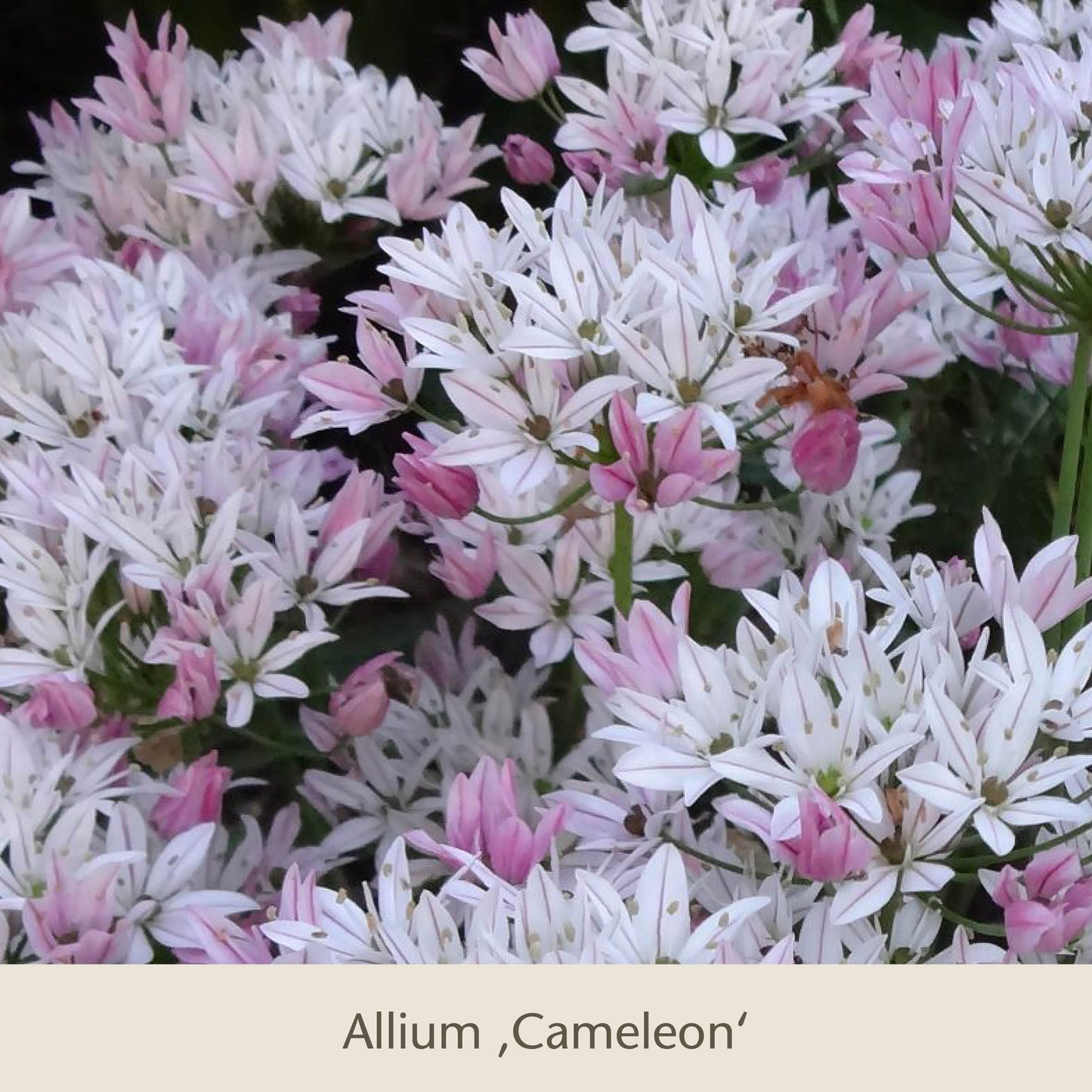 Zwischen grünen Blättern blühen dichte Büschel der weiß-rosa Allium 'Cameleon' aus Bienen Balkon: Insektenfreundliche Frühjahrsblüher für den Balkonkasten der Königlichen Gartenakademie.