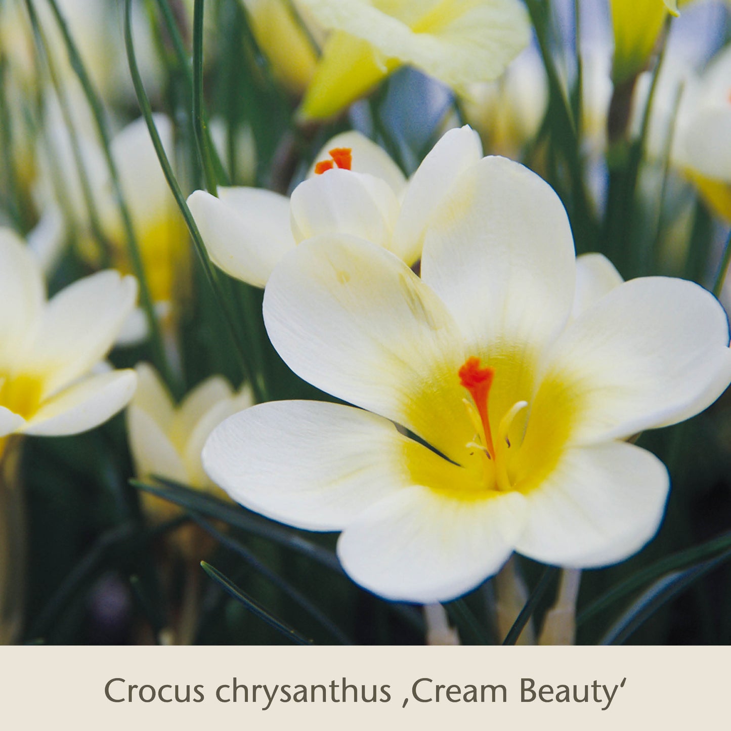 Crocus chrysanthus Cream Beauty - cremegelbe Blüten mit orangefarbener Mitte - bringt mit Bienen Balkon: Insektenfreundliche Frühjahrsblüher für den Balkonkasten von Königliche Gartenakademie früh Farbe auf den Balkon.