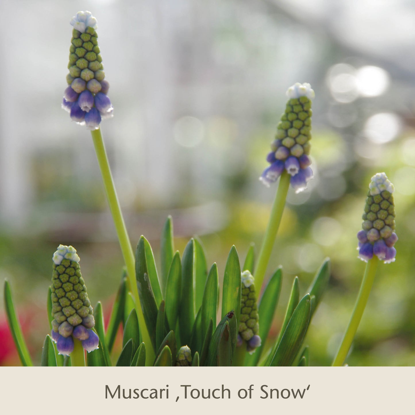 Mehrere Muscari Touch of Snow mit grünen Stängeln und blau-weißen Blüten im Sonnenlicht, perfekt zur Verschönerung Ihres Balkons. Bienen Balkon: Insektenfreundliche Frühjahrsblüher für den Balkonkasten von Königliche Gartenakademie.