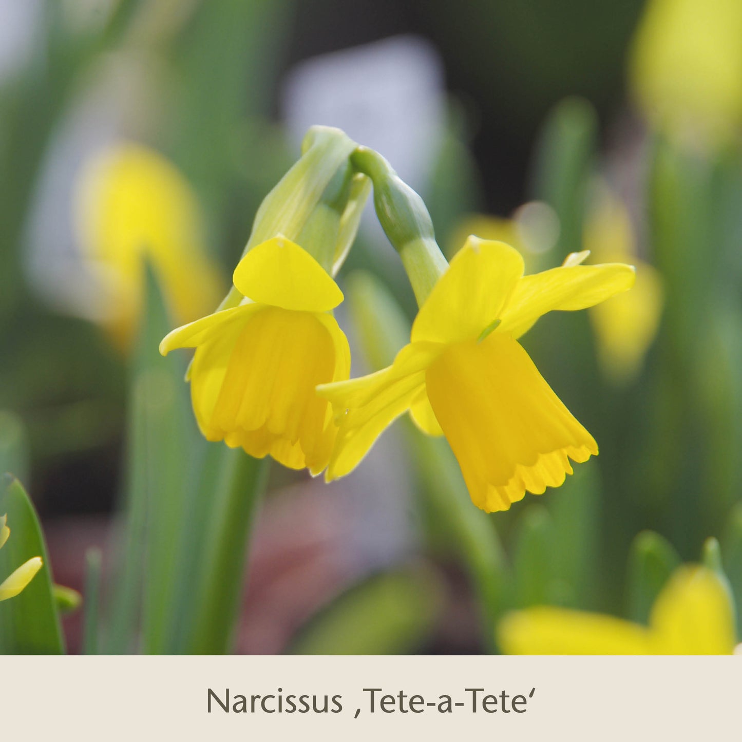 Zwei gelbe Narcissus Tete-a-Tete, insektenfreundliche Frühjahrsblüher von Königliche Gartenakademie, blühen im Balkonkasten. Am unteren Rand steht: "Bienen Balkon: Insektenfreundliche Frühjahrsblüher für den Balkonkasten.
