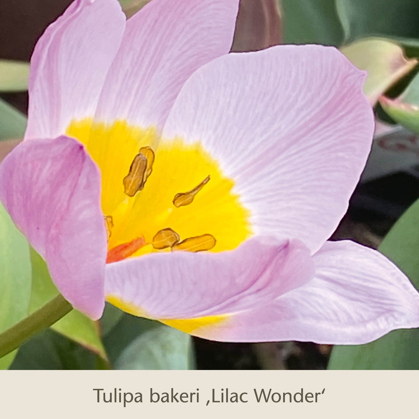 Nahaufnahme einer fliederfarbenen Tulipa bakeri Lilac Wonder, die in Bienen Balkon: Insektenfreundliche Frühjahrsblüher für den Balkonkasten der Königlichen Gartenakademie vorgestellt wurde. Helle Blütenblätter und gelbe Mitte leuchten unter den bienenfreundlichen Frühlingszwiebeln.