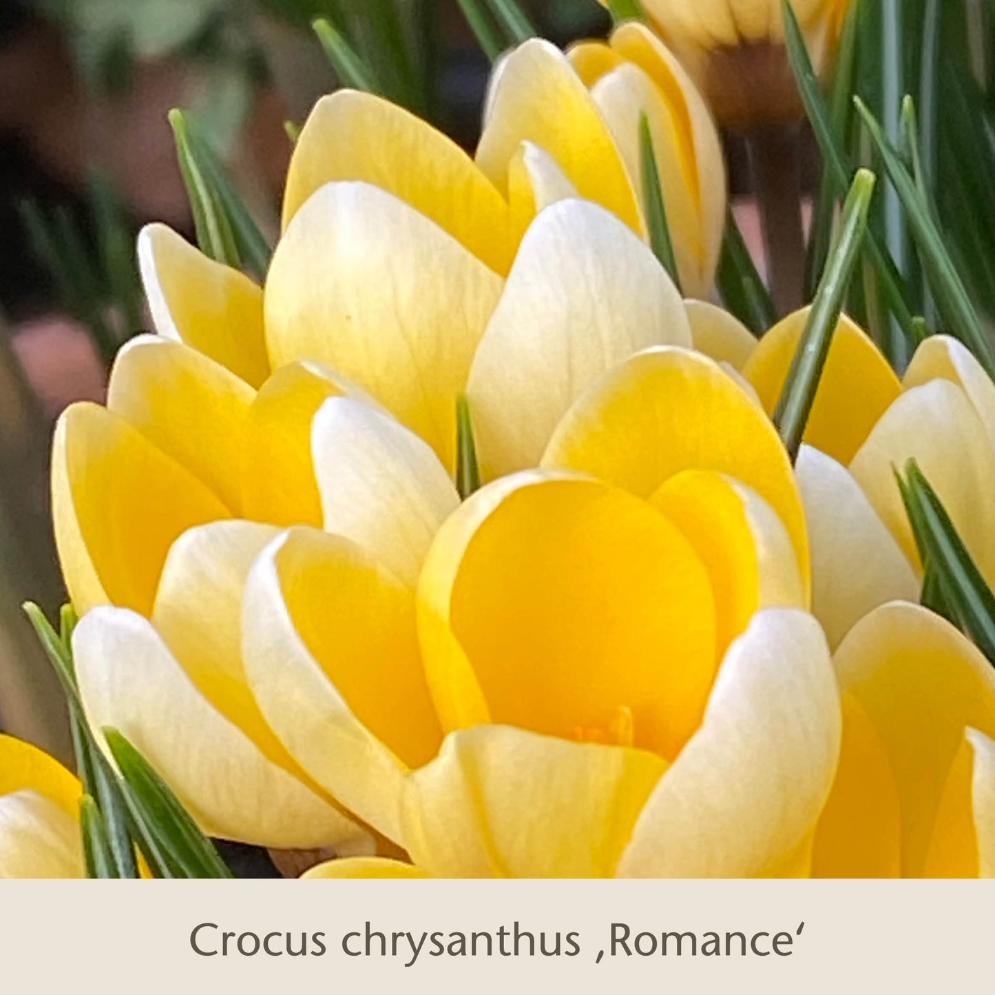 Nahaufnahme von Crocus chrysanthus Romance - gelbe und weiße Blüten mit schlanken Blättern - aus der Topflasagne: Zum Aufschichten in großen Pflanzkübeln von der Königlichen Gartenakademie, die im weichen Sonnenlicht leuchten.