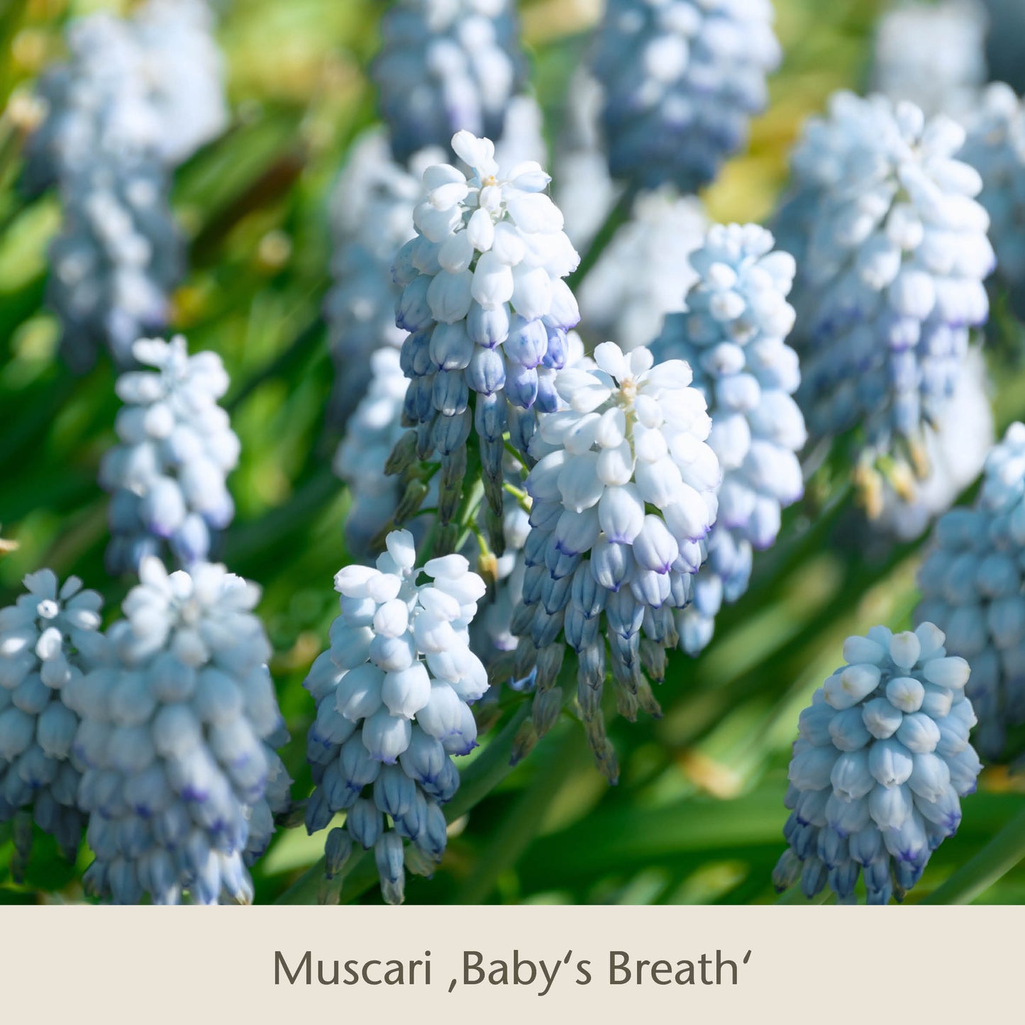 Nahaufnahme von blassblauen Muscari Baby's Breath Blüten und grünen Blättern - ideal für die Topflasagne der Königlichen Gartenakademie: Zum Aufschichten in großen Pflanzkübeln, um Ihren Frühlingsgarten mit frühjahrsblühenden Zwiebeln zu verschönern.