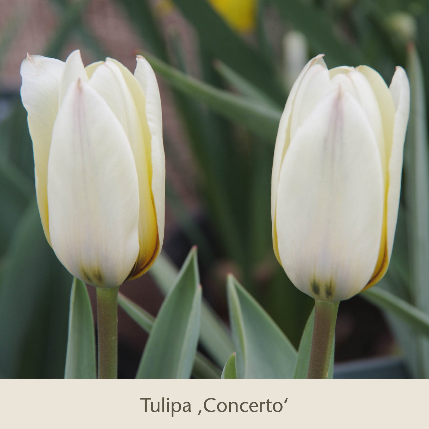 Zwei hellgelbe Tulipa Concerto Tulpen mit weißen Reflexen und grünen Blättern, nebeneinander. Diese frühjahrsblühenden Zwiebeln von Königliche Gartenakademie sind perfekt als Topflasagne für die Schichtung in großen Pflanzgefäßen.