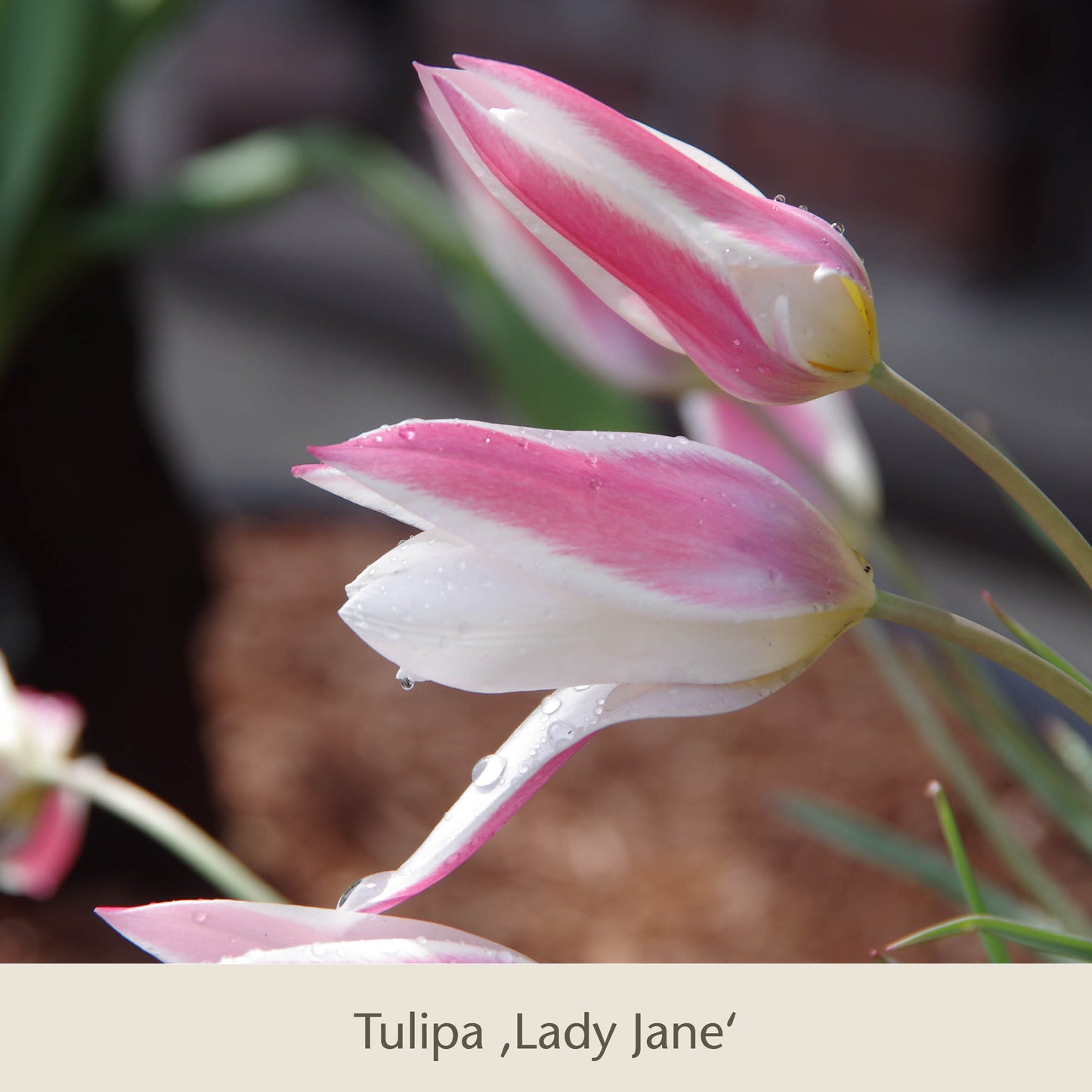 Nahaufnahme von zwei rosa-weißen Tulipa Lady Jane-Blüten aus der Topflasagne der Königlichen Gartenakademie zum Aufschichten in großen Pflanzkübeln, mit Wassertropfen auf den Blütenblättern und einem leicht verschwommenen Hintergrund.