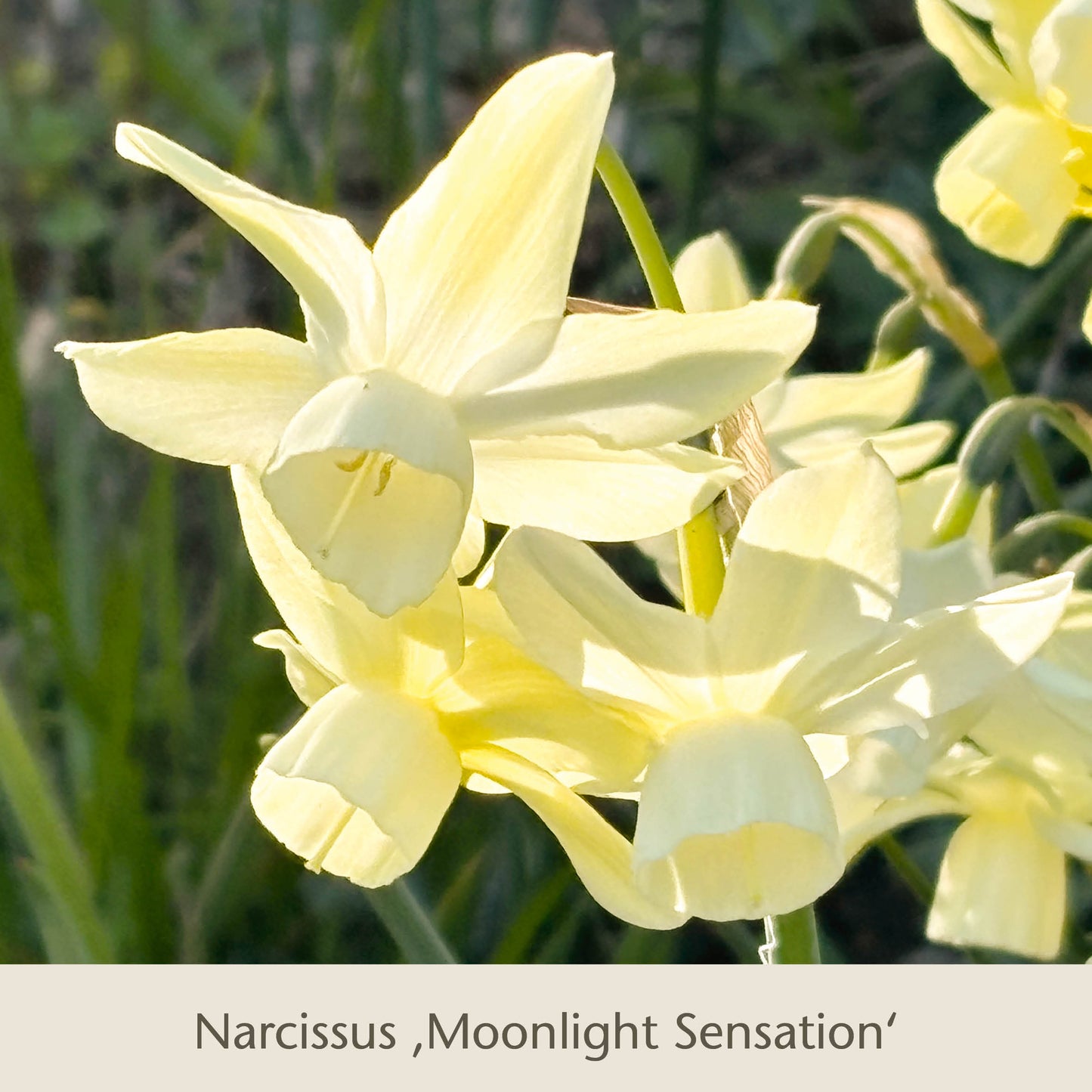 Die hellgelben Blüten von Narcissus Moonlight Sensation blühen im Sonnenlicht vor grünem Laub, das unten beschriftet ist - eine elegante Wahl aus der Topflasagne zum Aufschichten in großen Pflanzkübeln der Königlichen Gartenakademie.