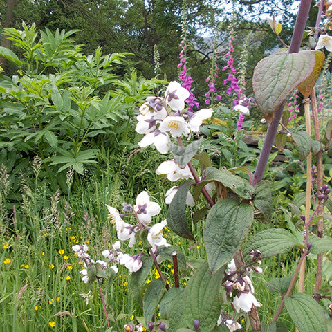 Der Halbtageskurs von Isabelle Van Groeningen "Der Cottage Garten: Der Garten der Zukunft" (Fr. 07.11.2025 | 09.30-12.30 Uhr) führt Sie durch einen Garten mit weißen und violetten Blüten, üppigem Laub, hohen Gräsern, gelben Wildblumen und baumgesäumten Ausblicken.