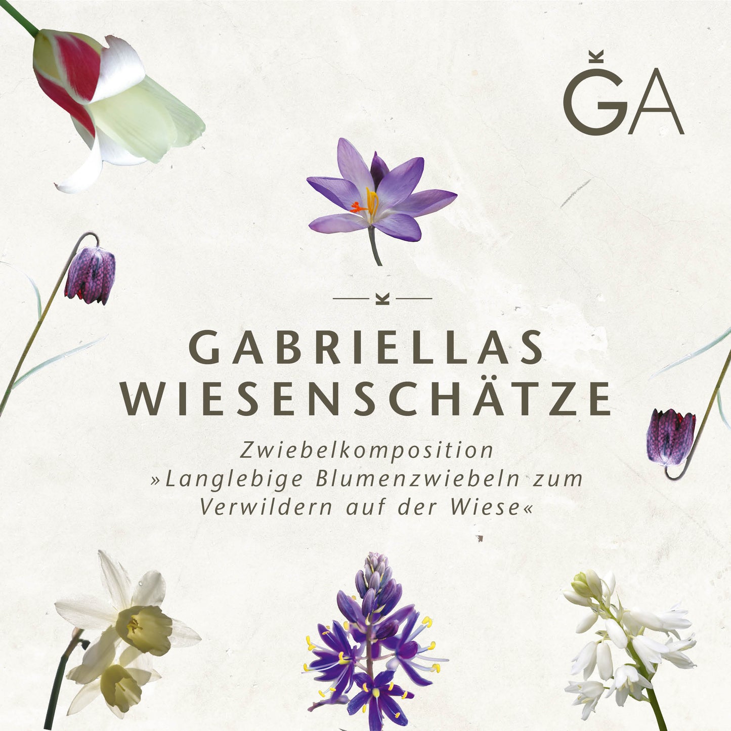 Bunte Blumenabbildungen, darunter Tulpen, umgeben den Text Gabriellas Wiesenschätze: Langlebige Blumenzwiebeln zum Verwildern in der Wiese von der Königlichen Gartenakademie auf hellem Hintergrund.