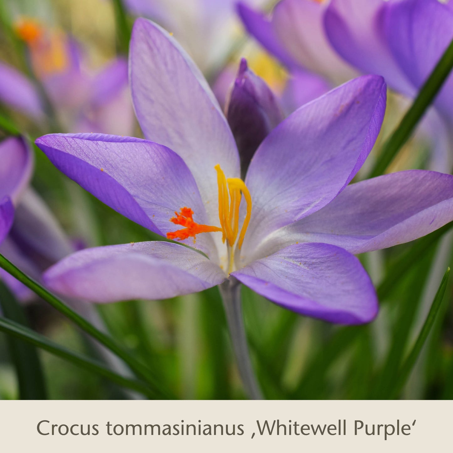 Nahaufnahme eines Gabriellas Wiesenschätze Krokus von Königliche Gartenakademie: langlebige Blumenzwiebeln zum Verwildern, mit zarten violetten Blütenblättern, orangefarbenen Staubgefäßen und grünen Blättern, ideal für natürliche Wiesen.