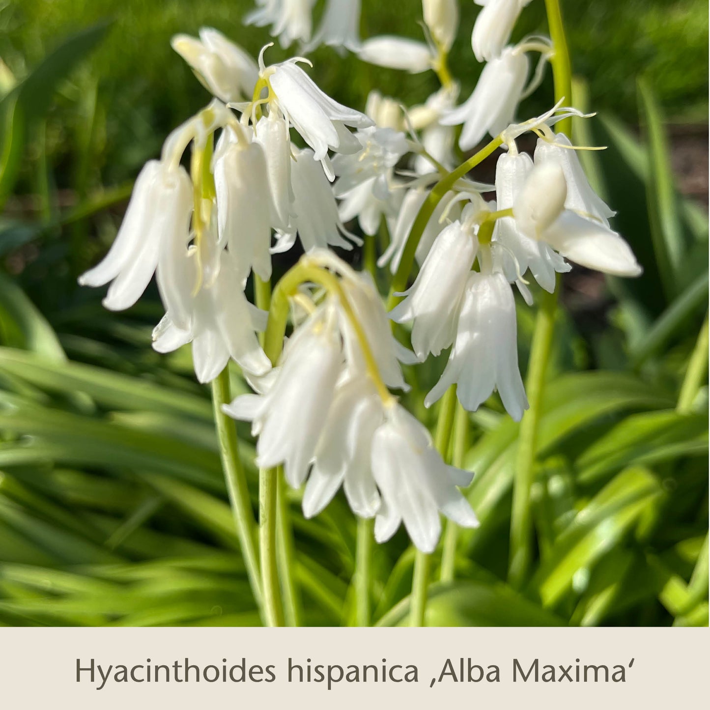 Nahaufnahme der weiß blühenden Hyacinthoides hispanica 'Alba Maxima' aus Gabriellas Wiesenschätze: langlebige Blumenzwiebeln zum Verwildern von der Königlichen Gartenakademie, umgeben von üppigen grünen Blättern und einem weichen Hintergrund.