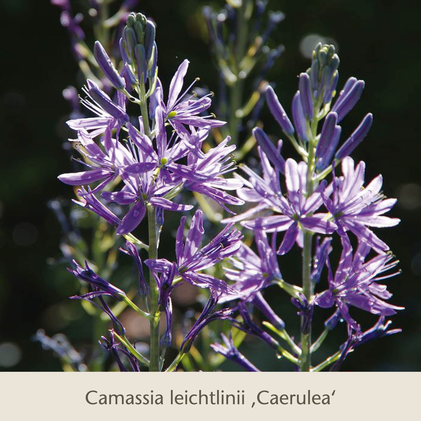 Nahaufnahme von Camassia leichtlinii Caerulea aus Gabriellas Wiesenschätze von Königliche Gartenakademie: ein auffälliges, sternförmiges, hellviolett-blaues Frühjahrsblüher-Ideal für die Einbürgerung in Rasenflächen mit Tulpen und anderen langlebigen Blumenzwiebeln.