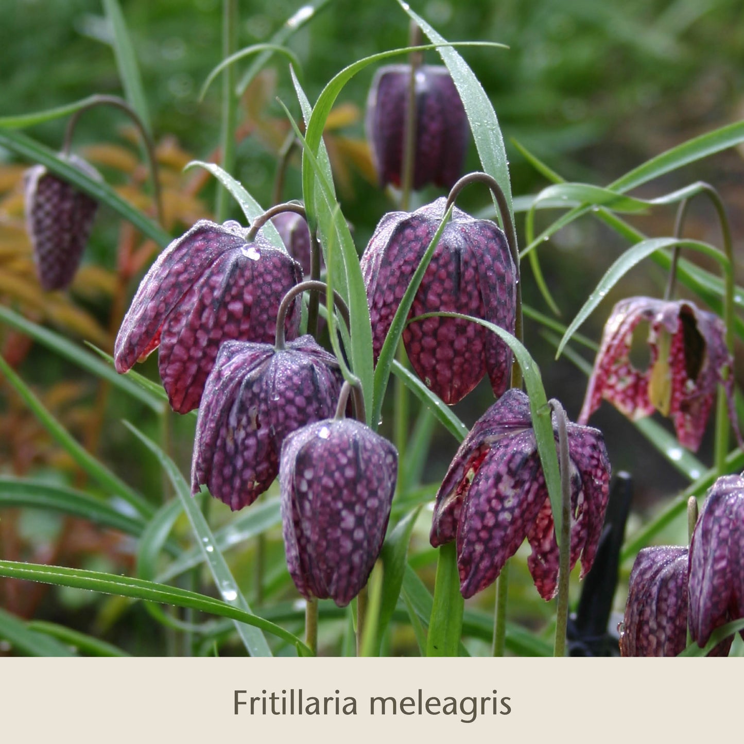 Die langlebigen Blumenzwiebeln "Gabriellas Wiesenschätze" von Königliche Gartenakademie bringen violett gemusterte Fritillaria meleagris hervor, die wie kleine Glocken inmitten schlanker Blätter dicht beisammen in der Wiese blühen.