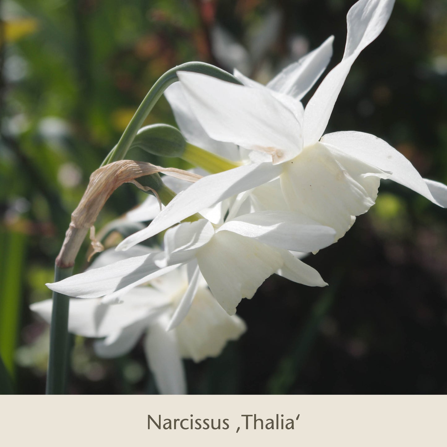 Nahaufnahme von zwei blühenden weißen Narzissen 'Thalia' aus Gabriellas Wiesenschätze: Langlebige Blumenzwiebeln zum Verwildern in der Wiese von Königliche Gartenakademie, mit grünen Blättern und Sonnenlicht im Hintergrund, weich verschwommen.