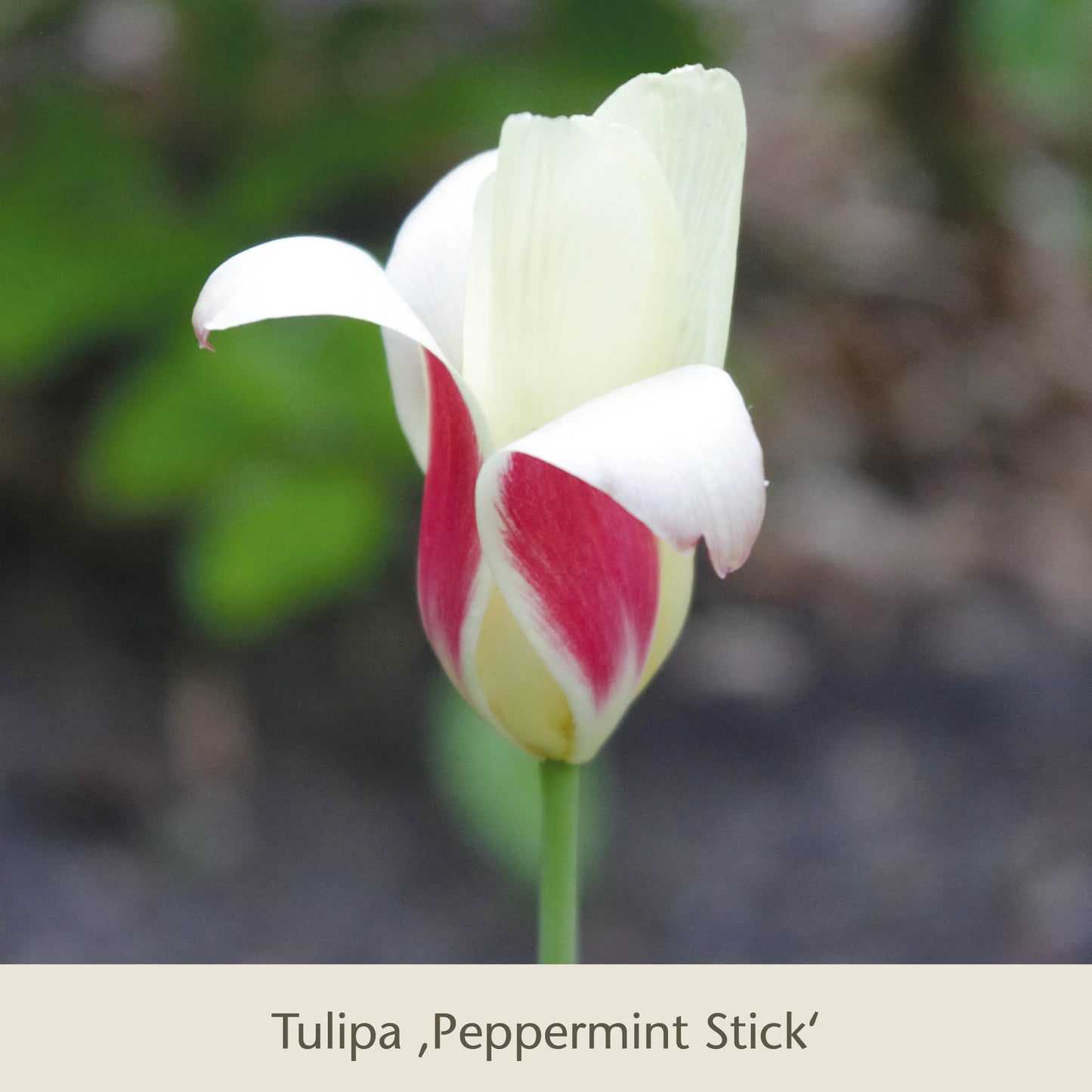Eine Nahaufnahme einer Tulipa Peppermint Stick, die in Gabriellas Wiesenschätze: Langlebige Blumenzwiebeln zum Verwildern in der Wiese von der Königlichen Gartenakademie abgebildet ist, zeigt weiße Blütenblätter, die an der Basis rot gefärbt sind, vor einem verschwommenen natürlichen Hintergrund.