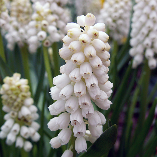 Eine Nahaufnahme der Weißen Traubenhyazinthe 'Muscari bot. Album' Weiße Traubenhyazinthe aus der Königlichen Gartenakademie zeigt die dicht gedrängten, kleinen, weißen, glockenförmigen Blüten an einem einzigen Stiel, mit grünen Blättern im Hintergrund, die sanft verschwimmen.