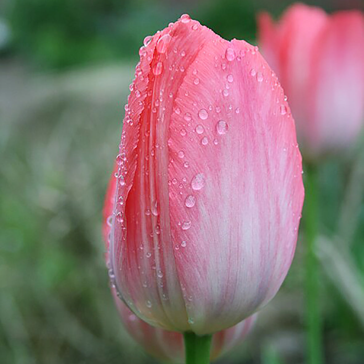 Nahaufnahme einer rosafarbenen Tulipa Van Eijk® Darwin-Hybrid-Tulpe von Weijers, mit zarten Wassertropfen auf den Blütenblättern vor einem sanft verschwommenen grünen Hintergrund. Diese Tulpe blüht wunderschön von April bis Mai.