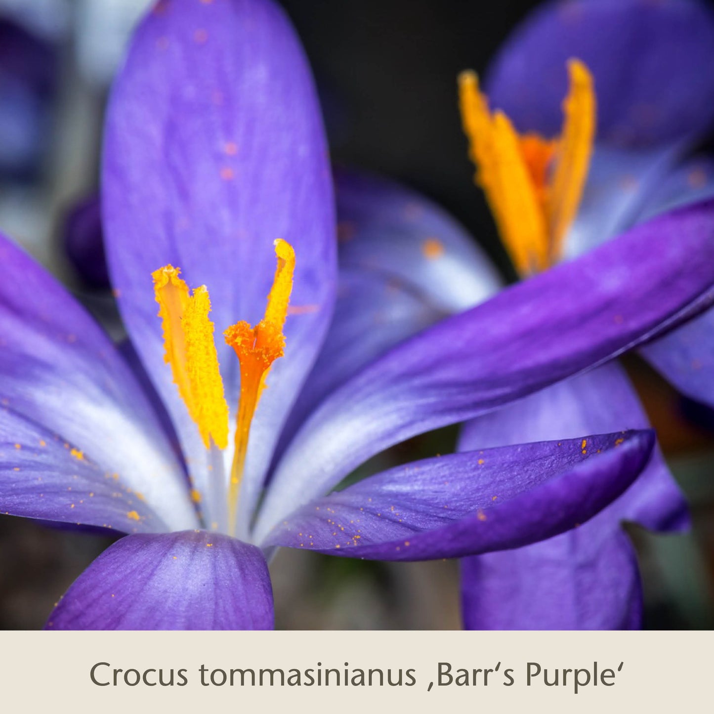 Nahaufnahme der leuchtend lila Blüten von Isabelles Cottage Garten: Frühjahrsfarbe für ein Blütenmeer im Beet von der Königlichen Gartenakademie - perfekt zum Kombinieren mit Tulpen und anderen Frühlingszwiebeln für eine atemberaubende Frühlingsgartengestaltung.
