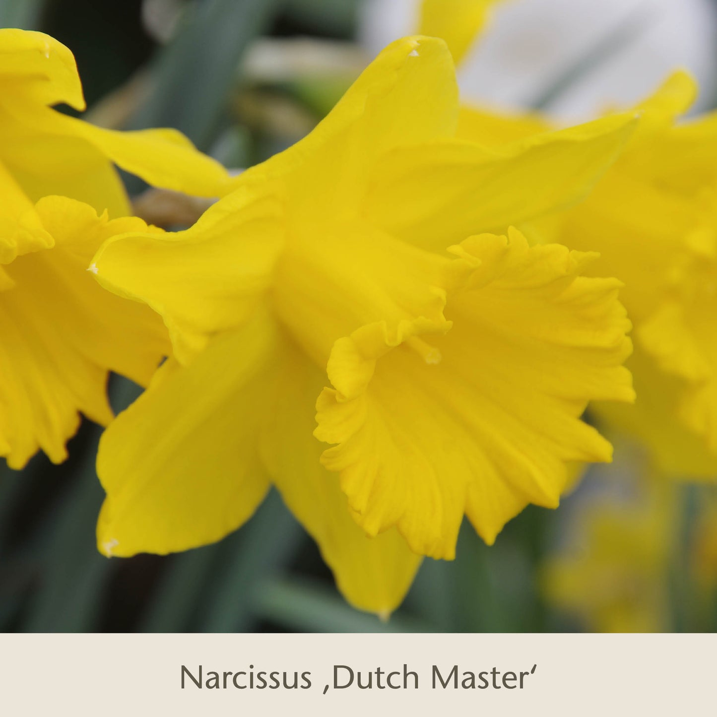 Nahaufnahme von leuchtend gelben Blüten aus Isabelles Cottage Garten: Frühjahrsfarbe für ein Blütenmeer im Beet von Königliche Gartenakademie, mit gekräuselten Blütenblättern und trompetenförmigen Zentren vor einem sanften grünen Hintergrund.