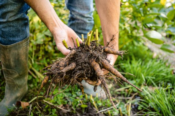 Eine Person in Jeans und Gummistiefeln hält frisch ausgegrabene Dahlienknollen mit Wurzeln, umgeben von grünem Gras und Stauden im Garten aus dem Callwey Verlag in einer üppigen Gartenlandschaft.