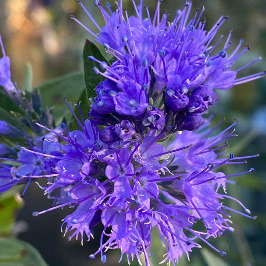 Eine leuchtend violette Spätblüte mit stacheligen Blütenblättern sticht in der Königlichen Gartenakademie zwischen grünen Blättern hervor - und fängt die Essenz der Mi. 17.09.2025 | 17-18 Uhr ABENDLICHTFÜHRUNG - Spätblüher der Saison.