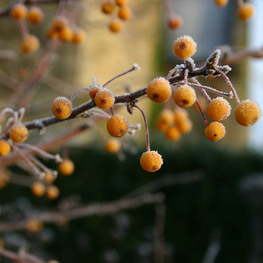 Ein frostbedeckter Zweig mit orangefarbenen Beeren erinnert an den herbstlichen Charme, den die Königliche Gartenakademie bei ihrer "Mi. 01.10.2025 | 15.00-16.30 Uhr RUNDGANG - Was zu tun ist im Garten im Oktober".
