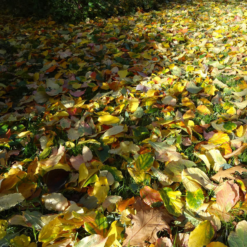Erleben Sie den Herbst in den Gärten der Königlichen Gartenakademie: Nehmen Sie an unserer Veranstaltung "Mi. 01.10.2025 | 15.00-16.30 Uhr RUNDGANG - Was zu tun ist im Garten im Oktober" und entdecken Sie, was man im Oktober zwischen buntem Laub tun kann.